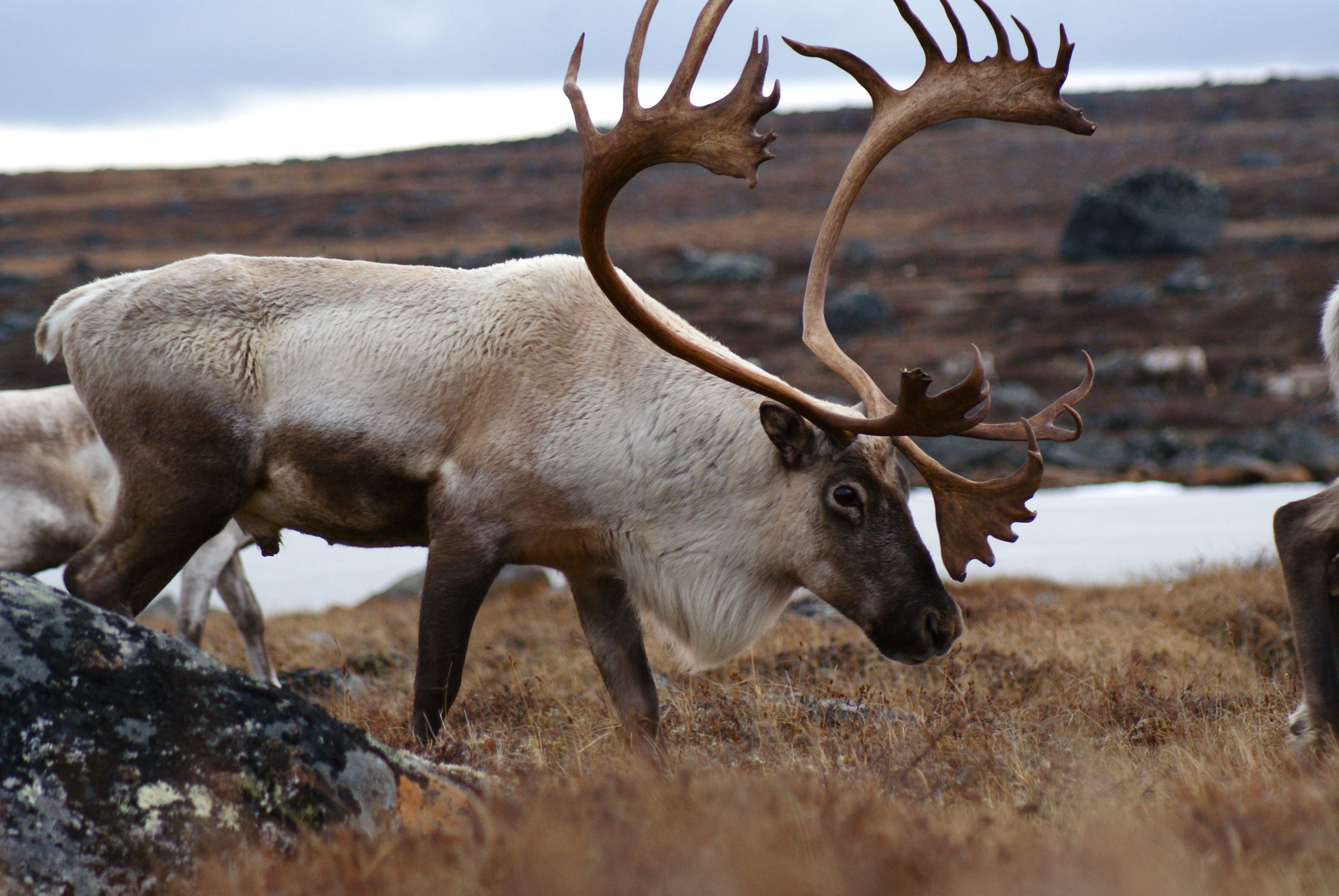 Caribou antlers shop