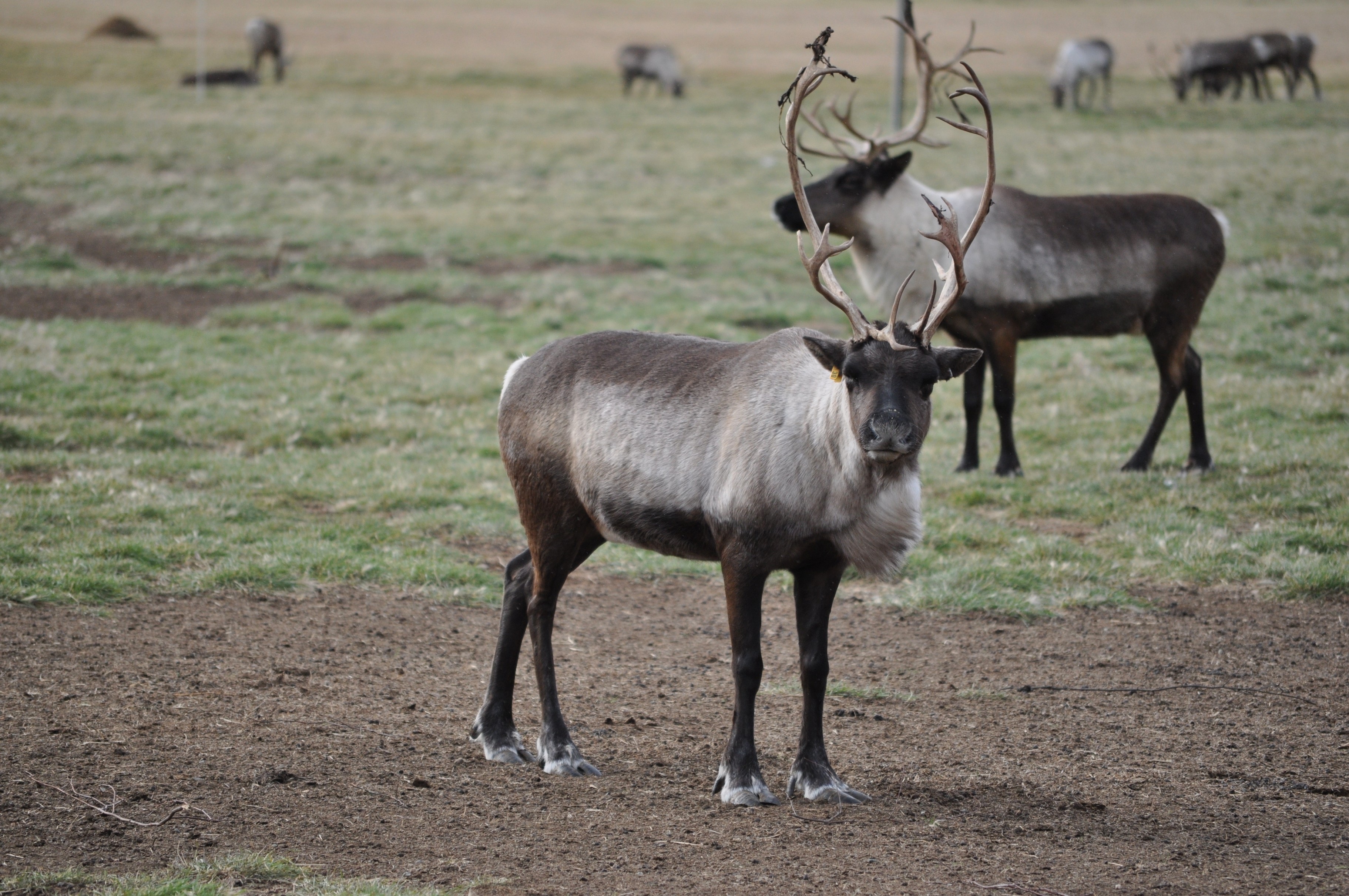 A Propos Caribou Genomics